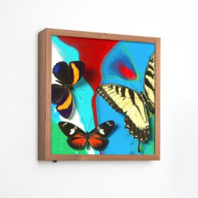 Michael-Brorsen-sommerfugle-lyskasse2